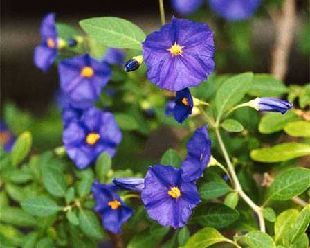 Solanum-rantonnetii2.jpe