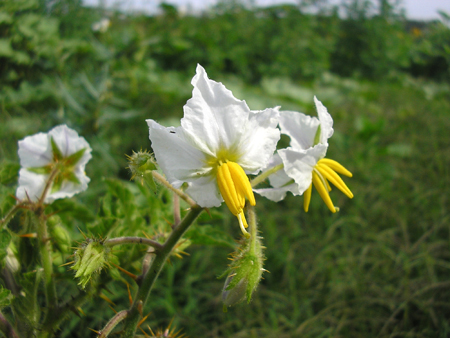 solanum-sisymbriifolium-uba-01.jpg
