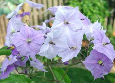 solanum-wendlandii.jpg