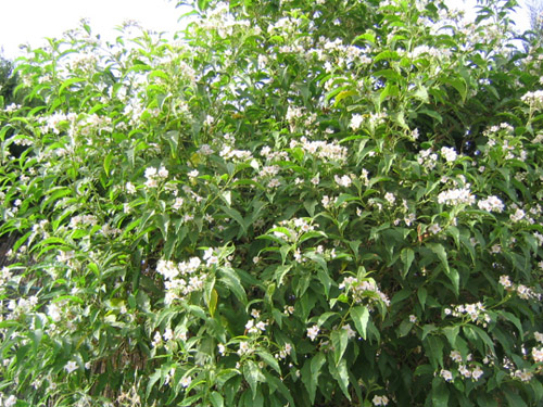 solanum1.jpg