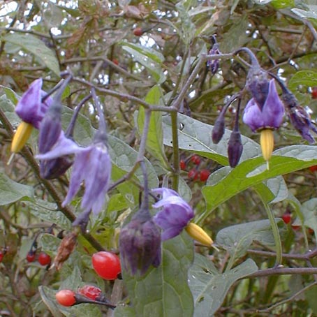 solanum2.jpg