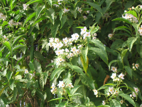 solanum2.jpg
