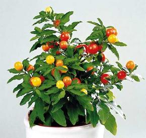 solanum3.jpg