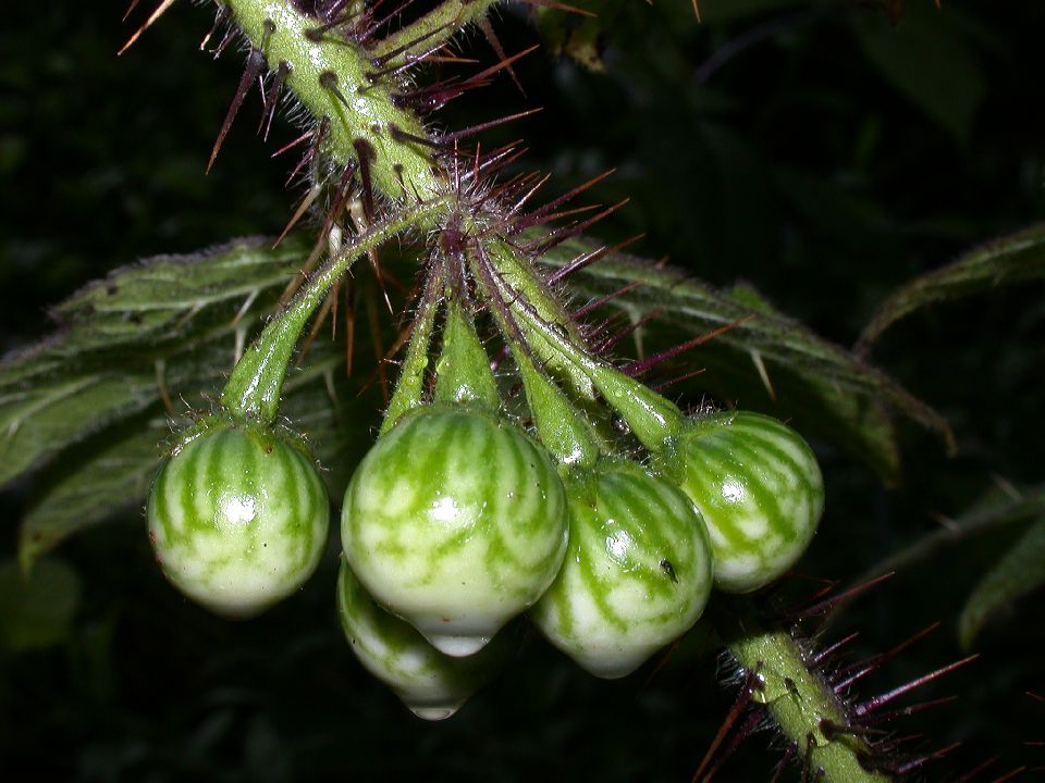 Solanum41.jpg