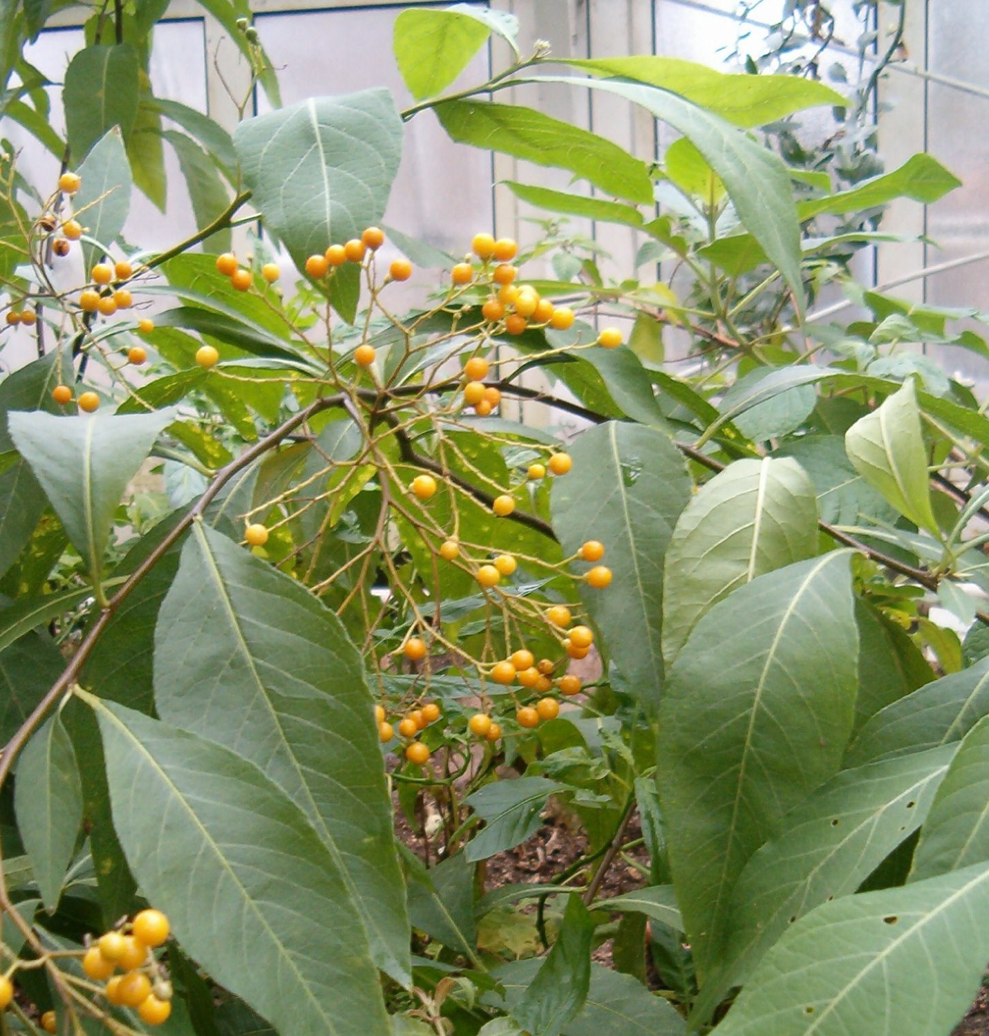 Solanum_argentinum_Solanum_chroniotrichum_BotGardBln271207B.jpg