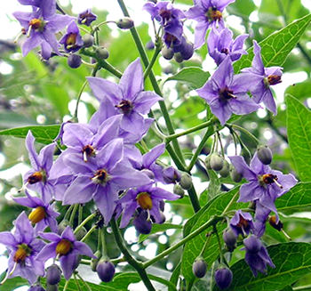 solanum_crispum_glas04_350.jpg