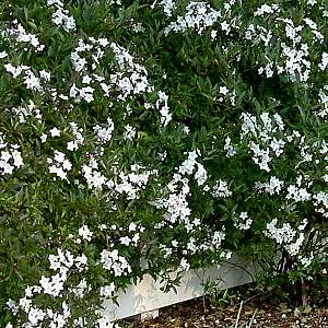 Solanum_jasminoides.jpg