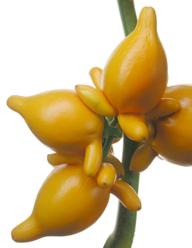Solanum_mammosum.jpg