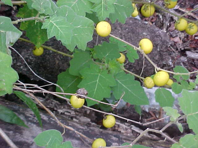 solanum_myriacanthum_1.jpg