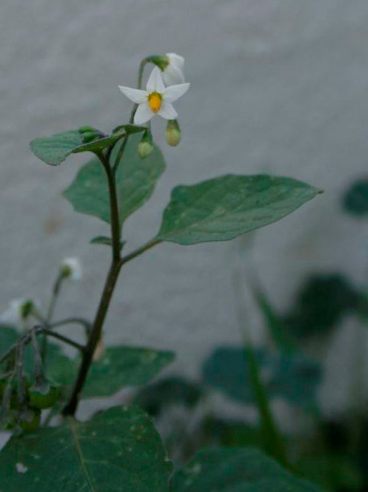 solanum_nigrum.JPG