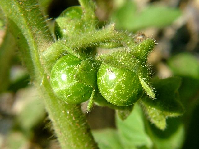 solanum_physalifolium_green_nightshade_fruit_seed_capsule_16-09-06.jpg