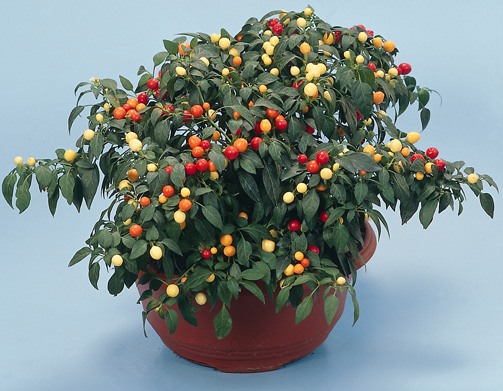 solanum_pseudocapsicum3.jpg