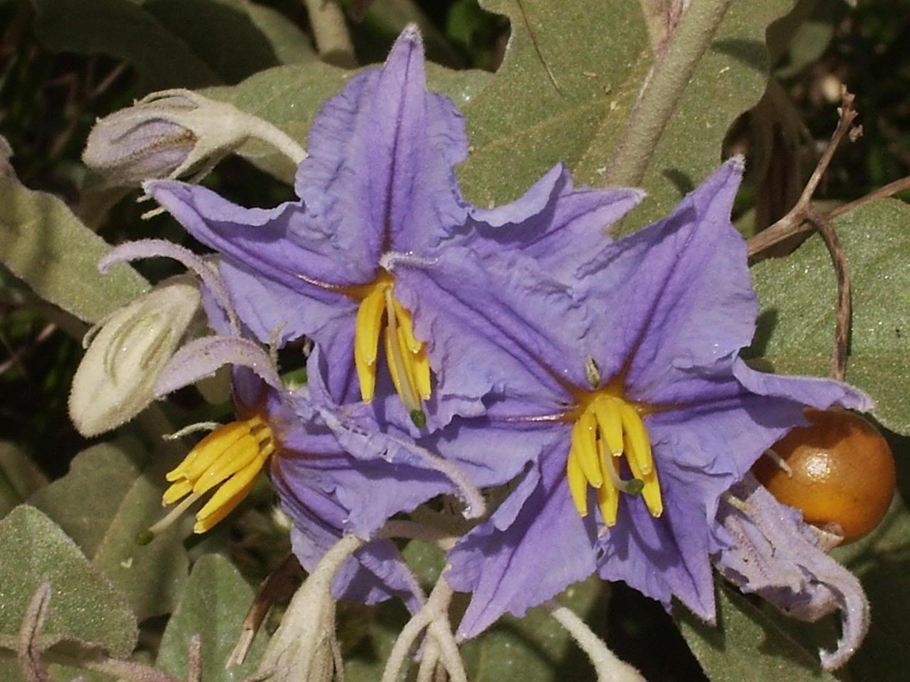 Solanumeleagnifoliumdaqu.jpg