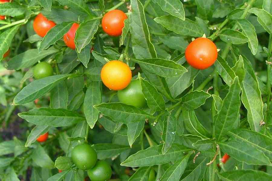 solanumpseudocapsicum24.jpg