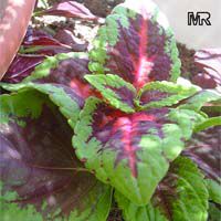 solenostemon5099s.jpg