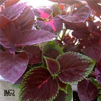 solenostemon5626s.jpg