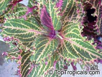 solenostemon6967s.jpg