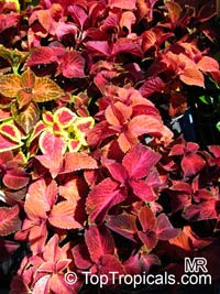 solenostemon7689s.jpg
