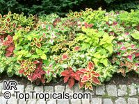 Solenostemon_scutellarioides240s.jpg