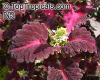Solenostemon_scutellarioides7504s.jpg