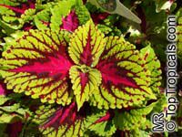 Solenostemon_scutellarioides7506s.jpg