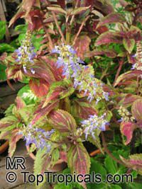 Solenostemon_scutellarioides8125s.jpg