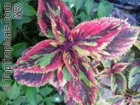 Solenostemon_scutellarioides8164s.jpg