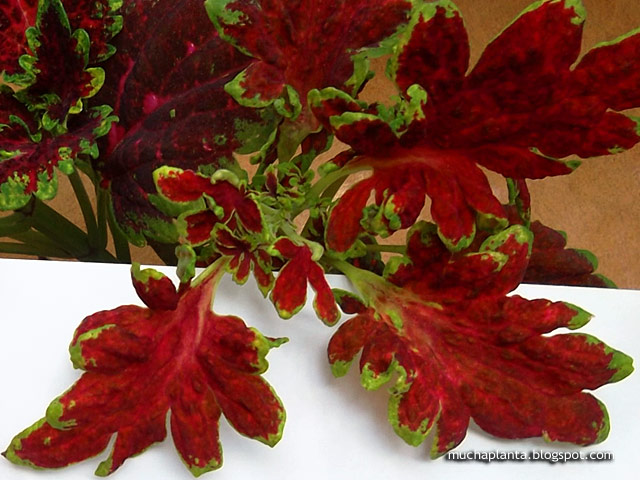 Solenostemon_scutellarioides_Red.jpg