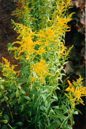 solidago-x-hybrida.jpg