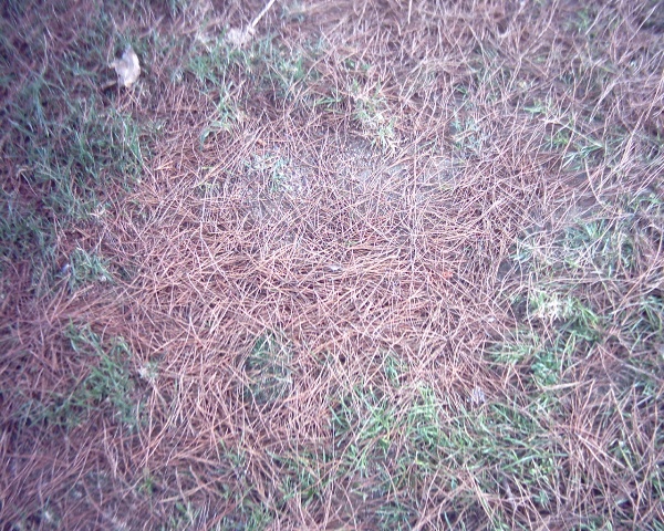 sols_007_.jpg