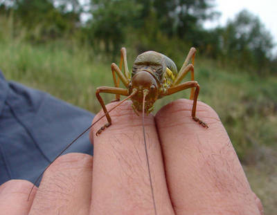 Somereta_catalana-steropeurus_catalauncius.jpg