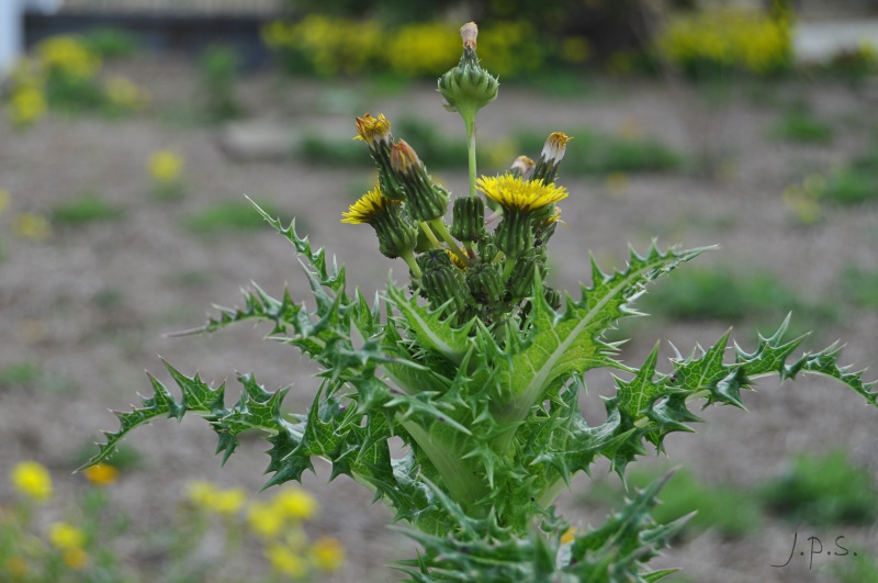 Sonchus%20asper%20_000726_jpsl_1_1_800px.jpg