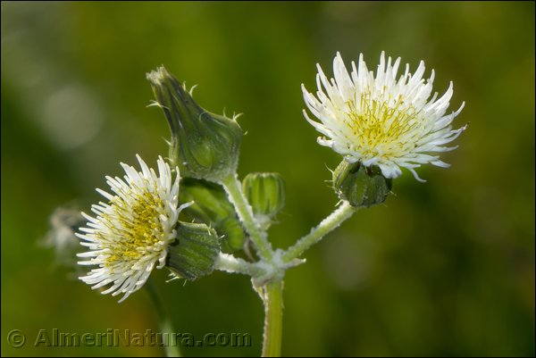 sonchus-oleraceus.jpg