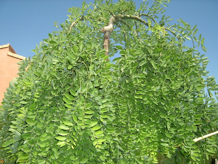 Sophora%20%20p%E9ndula.jpg
