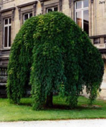 sophora-pendula.jpg