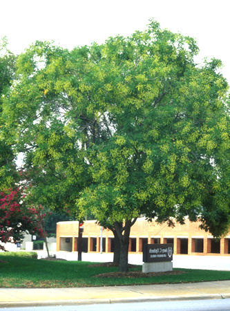 Sophora_japonica.jpg