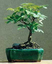 sorbus-aucuparia-bonsai.jpg