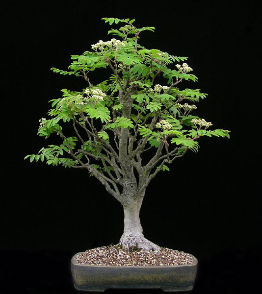 sorbus-aucuparia.jpg