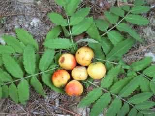 sorbus-domestica-azarolo.jpg