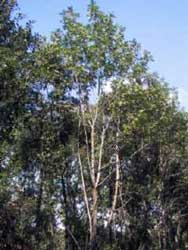 sorbus-domestica-porte.jpg