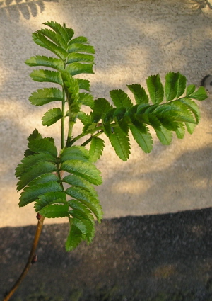sorbus_aucaparia.jpg