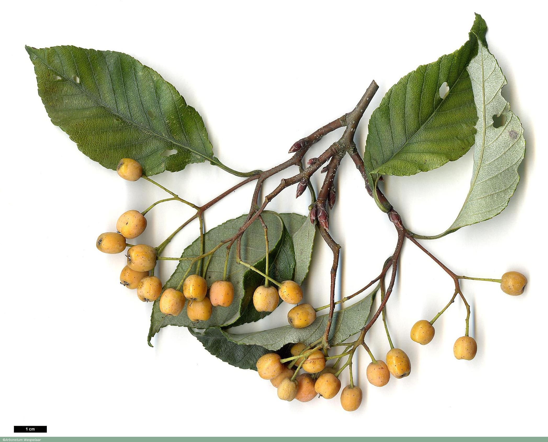 sorbus_folgneri_lemon_drop_ahw04079_2809jdl_16102006_01a_l.jpg