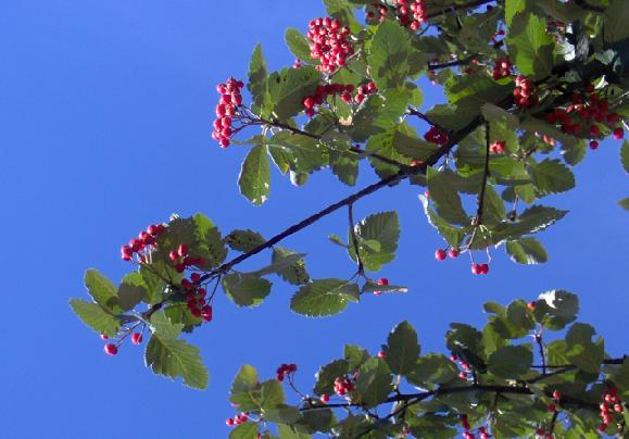 Sorbus_Vega.JPG