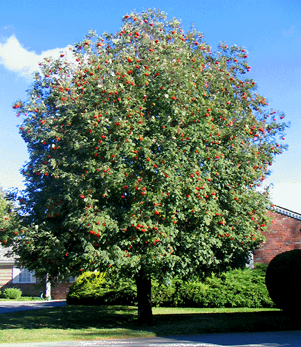 SorbusAucupariaForm.gif