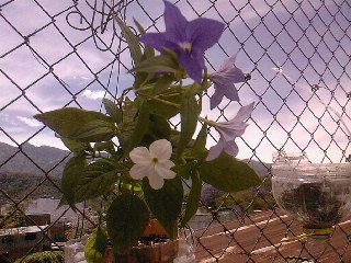SP_A0402.jpg