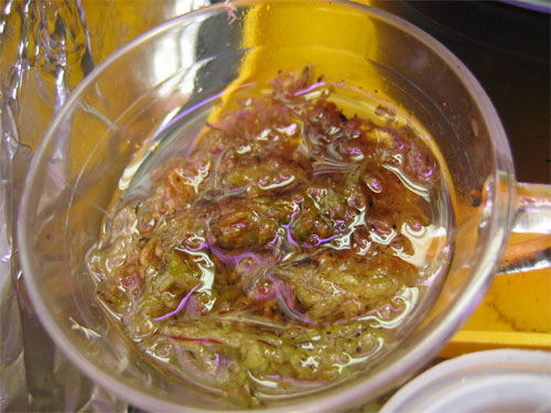 Spahgnum-moss.jpg