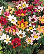 sparaxis-tricolor-colores.jpg