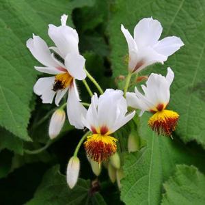 Sparmannia%20africana.jpg