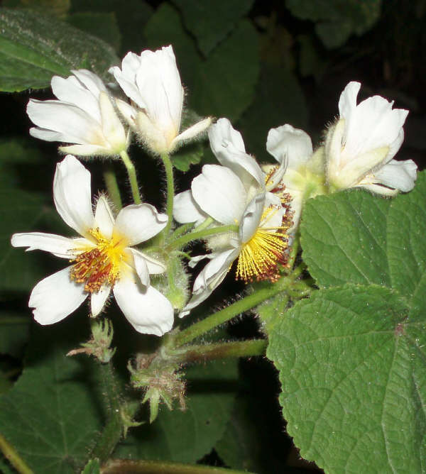 sparmannia_africana.jpg