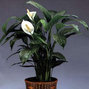 spathiphyllum-089b.jpg